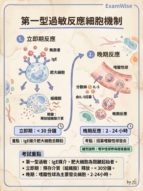 醫檢師 - 過敏反應及測試法 - AI 圖文解析預覽