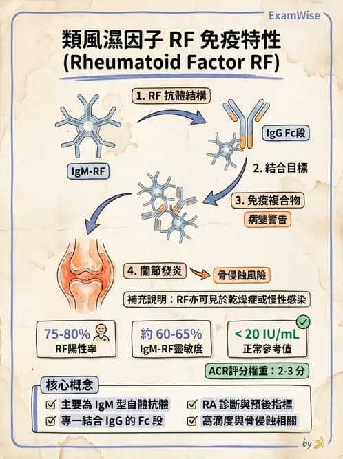 醫檢師 - 其他自體免疫疾病與自體抗體檢驗 - AI 圖文解析預覽