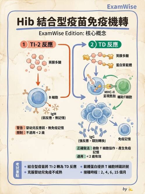 醫檢師 - 腫瘤免疫學免疫療法及疫苗 - AI 圖文解析預覽