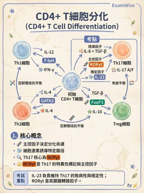 醫檢師 - T細胞發育與功能 - AI 圖文解析預覽
