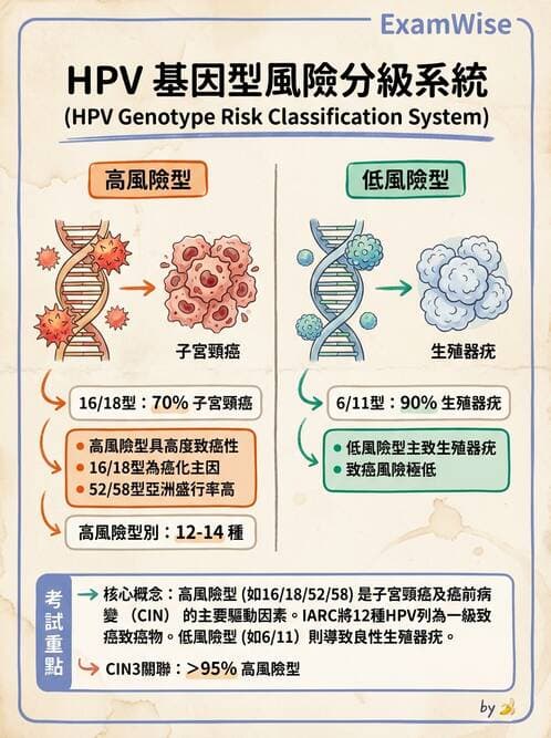 醫檢師 - 人類乳突病毒 - AI 圖文解析預覽