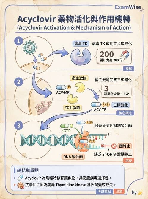 醫檢師 - 疱疹病毒科 - AI 圖文解析預覽