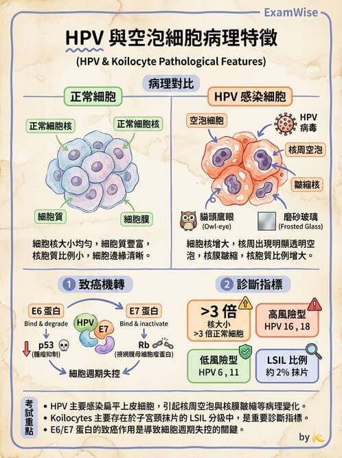 醫檢師 - 人類乳突病毒 - AI 圖文解析預覽
