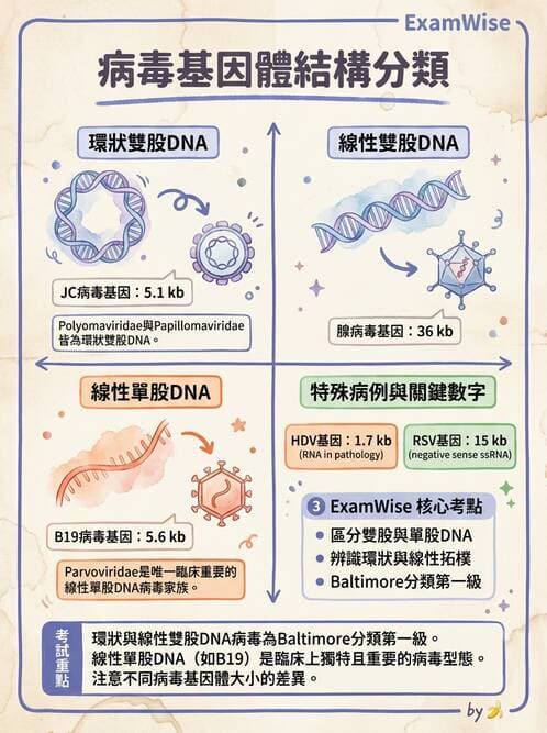醫檢師 - 細小病毒與多瘤病毒 - AI 圖文解析預覽