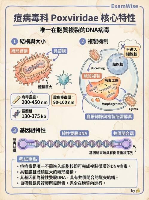 醫檢師 - 腺病毒與痘病毒 - AI 圖文解析預覽