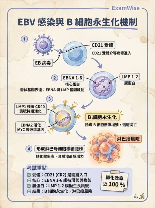 醫檢師 - 疱疹病毒科 - AI 圖文解析預覽