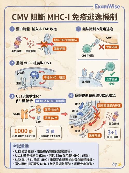 醫檢師 - 細胞激素與抗原呈獻 - AI 圖文解析預覽