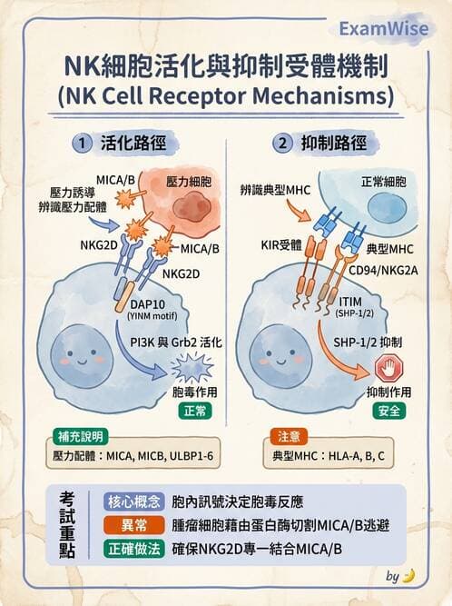 醫檢師 - 先天免疫與補體系統 - AI 圖文解析預覽