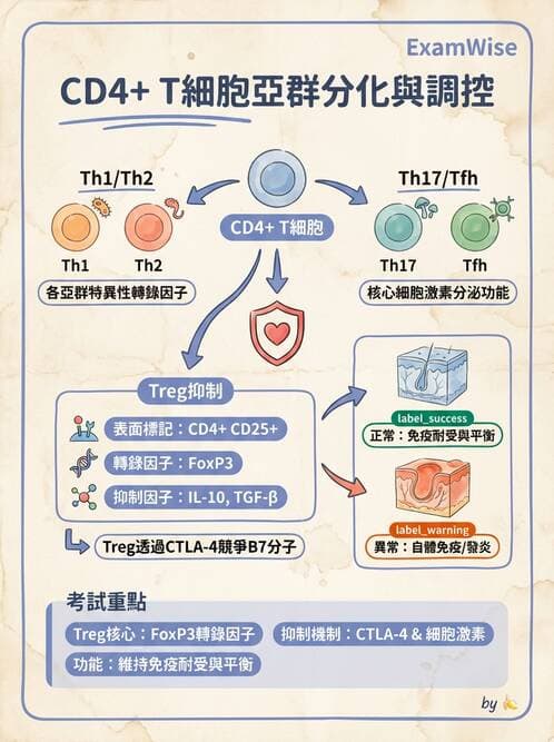 醫檢師 - T細胞發育與功能 - AI 圖文解析預覽
