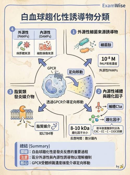 醫檢師 - 先天免疫與補體系統 - AI 圖文解析預覽