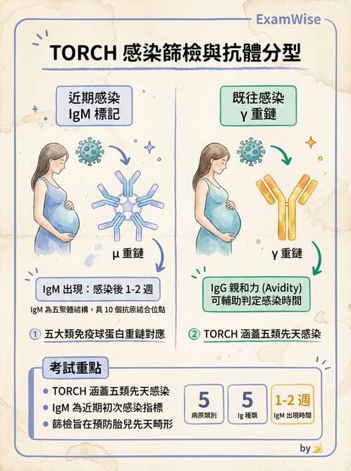 醫檢師 - 免疫球蛋白與抗體 - AI 圖文解析預覽