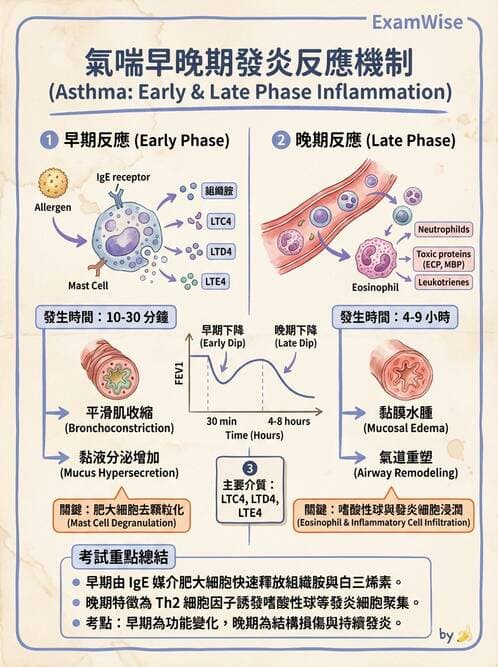 醫檢師 - 過敏反應及測試法 - AI 圖文解析預覽