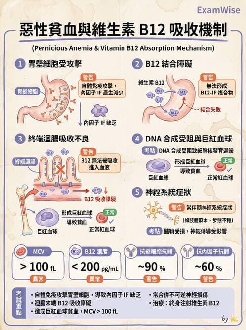 醫檢師 - 其他自體免疫疾病與自體抗體檢驗 - AI 圖文解析預覽