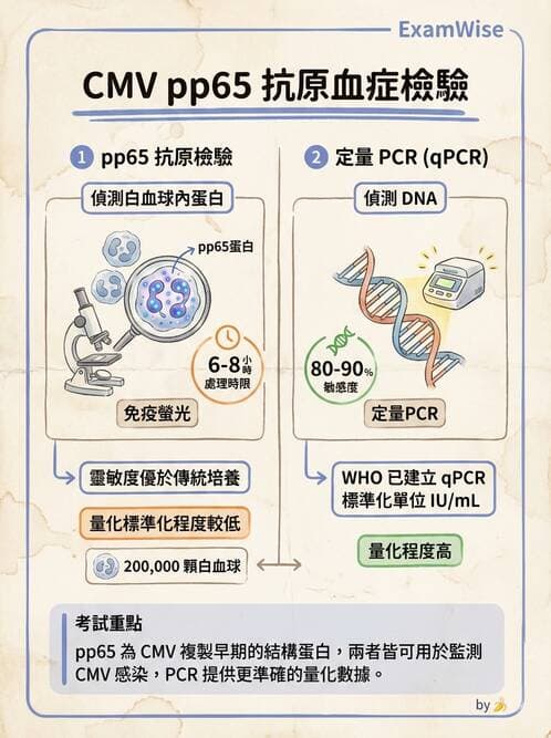 醫檢師 - 疱疹病毒科 - AI 圖文解析預覽