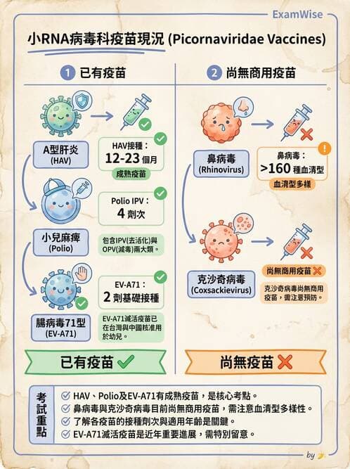 醫檢師 - 小RNA病毒科與腸道病毒 - AI 圖文解析預覽