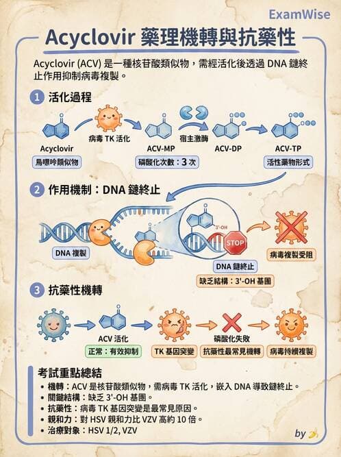 醫檢師 - 疱疹病毒科 - AI 圖文解析預覽