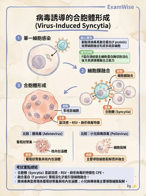 醫檢師 - 副黏液病毒科 - AI 圖文解析預覽
