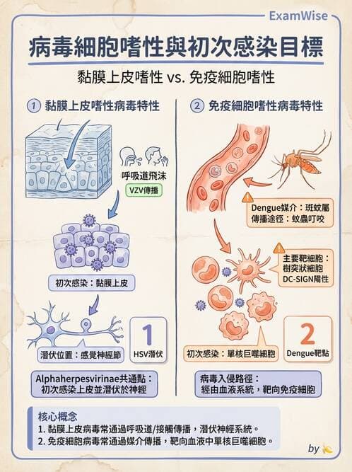 醫檢師 - 疱疹病毒科 - AI 圖文解析預覽