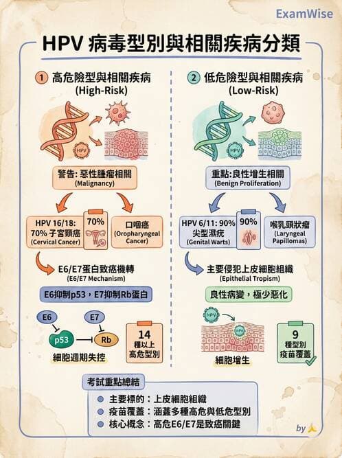 醫檢師 - 人類乳突病毒 - AI 圖文解析預覽
