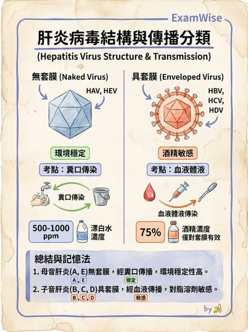 醫檢師 - B型肝炎病毒 - AI 圖文解析預覽