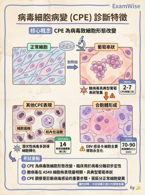 醫檢師 - 腺病毒與痘病毒 - AI 圖文解析預覽