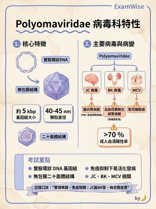 醫檢師 - 細小病毒與多瘤病毒 - AI 圖文解析預覽