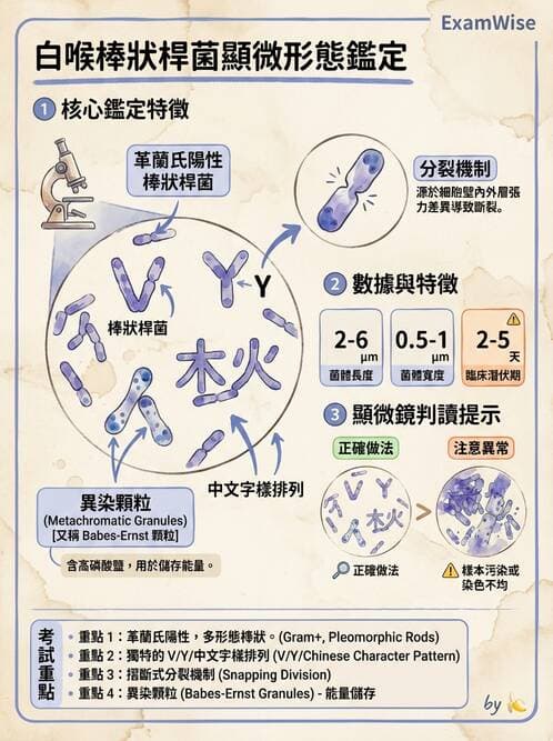 醫檢師 - 鏈球菌與其他革蘭氏陽性桿菌 - AI 圖文解析預覽