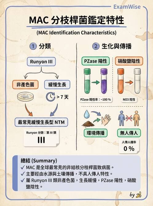 醫檢師 - 鏈球菌與其他革蘭氏陽性桿菌 - AI 圖文解析預覽