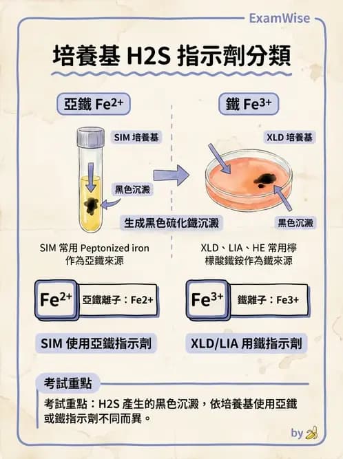 醫檢師 - 腸內菌鑑別方法與培養基 - AI 圖文解析預覽