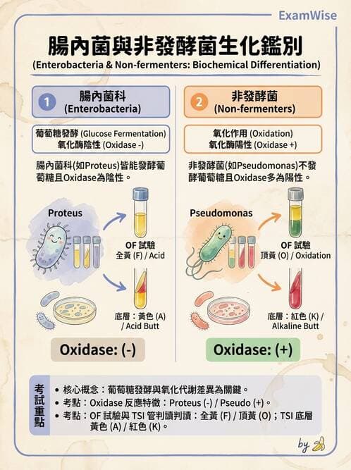 醫檢師 - 非發酵菌 - AI 圖文解析預覽