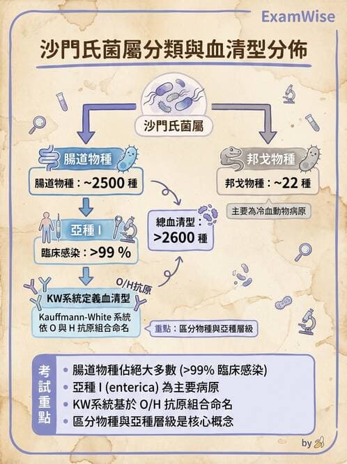 醫檢師 - 主要腸道致病菌 - AI 圖文解析預覽
