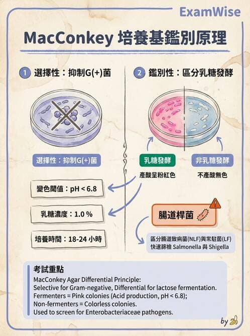 醫檢師 - 腸內菌鑑別方法與培養基 - AI 圖文解析預覽