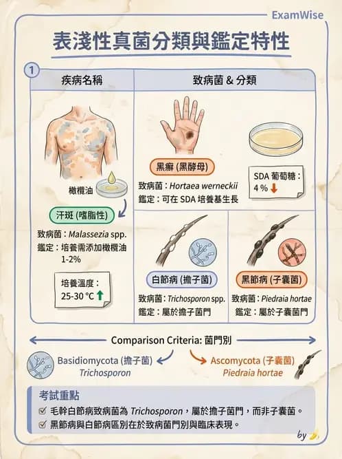 醫檢師 - 真菌診斷與治療 - AI 圖文解析預覽