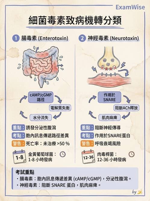 醫檢師 - 厭氧菌 - AI 圖文解析預覽