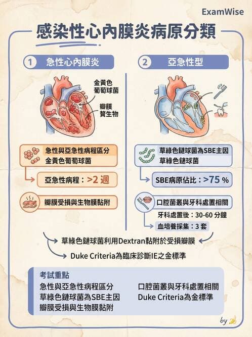 醫檢師 - 鏈球菌與其他革蘭氏陽性桿菌 - AI 圖文解析預覽