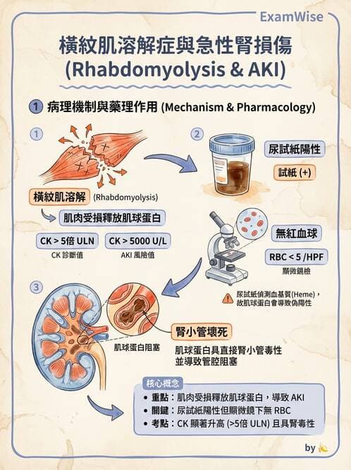 專師 - 急性腎損傷 - AI 圖文解析預覽