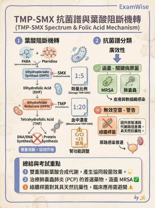 專師 - 抗生素藥理 - AI 圖文解析預覽