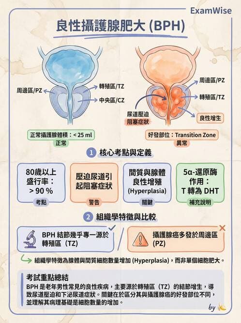 專師 - 攝護腺疾病 - AI 圖文解析預覽