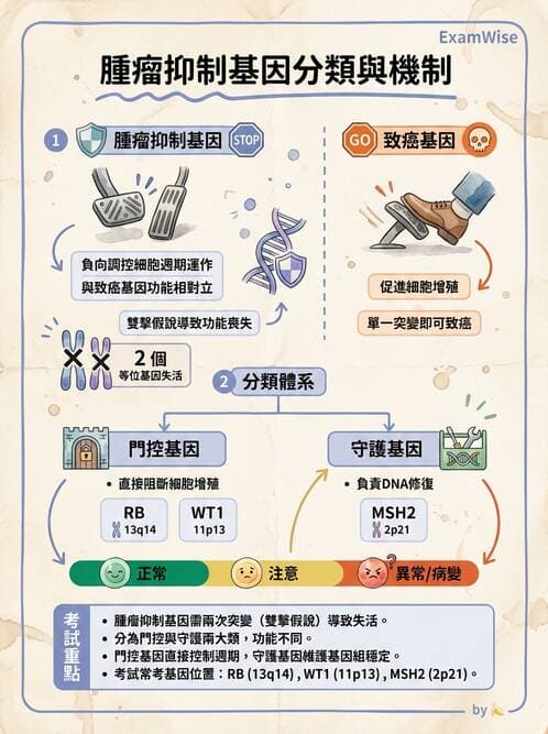 醫檢師 - 腫瘤概論 - AI 圖文解析預覽