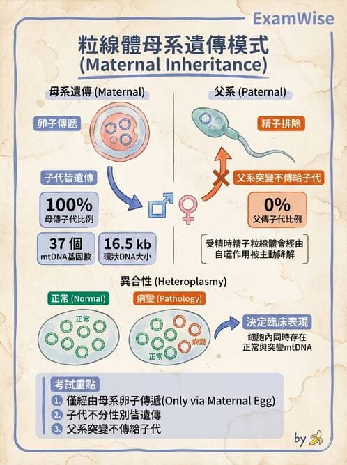 醫檢師 - 遺傳和發育疾病 - AI 圖文解析預覽