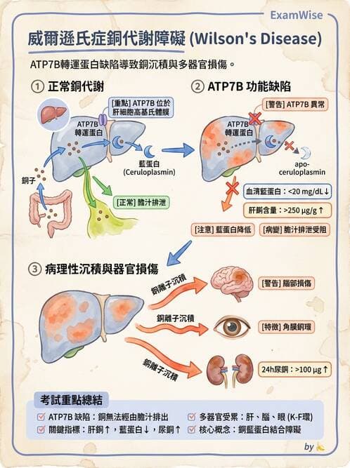 醫檢師 - 消化肝膽疾病 - AI 圖文解析預覽