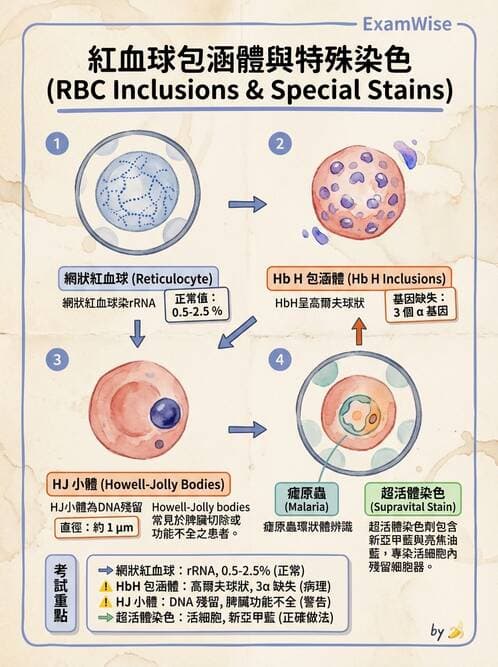 醫檢師 - 紅血球生理與形態 - AI 圖文解析預覽