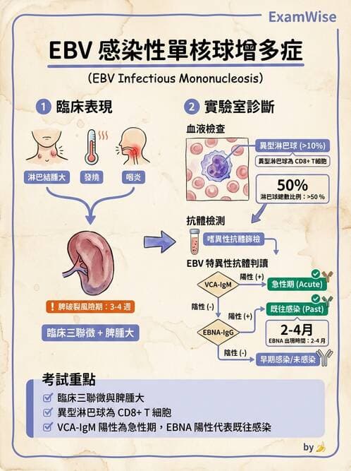 醫檢師 - 白血球生理與形態 - AI 圖文解析預覽