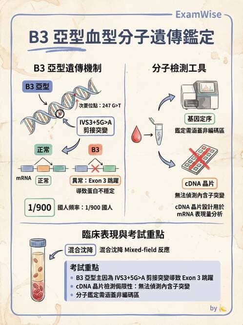 醫檢師 - 紅血球抗原與血型系統 - AI 圖文解析預覽