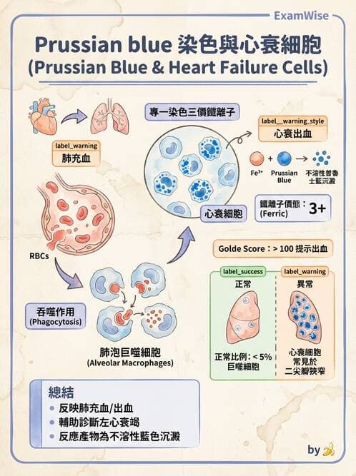 醫檢師 - 痰液一般鏡檢 - AI 圖文解析預覽