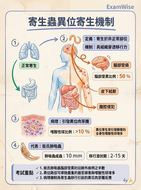 醫檢師 - 寄生蟲檢查-蠕蟲類 - AI 圖文解析預覽