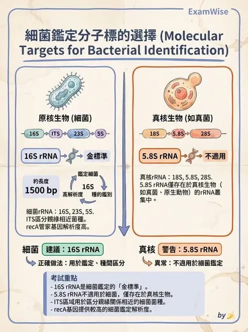 醫檢師 - 分子鑑定與應用技術 - AI 圖文解析預覽