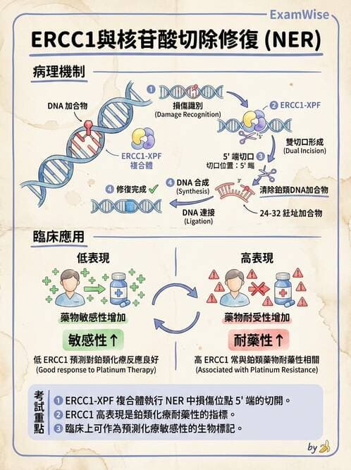 醫檢師 - 藥物相關基因檢測 - AI 圖文解析預覽