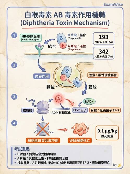 醫檢師 - 鏈球菌與其他革蘭氏陽性桿菌 - AI 圖文解析預覽