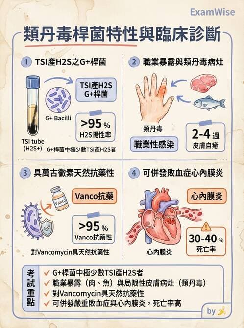 醫檢師 - 鏈球菌與其他革蘭氏陽性桿菌 - AI 圖文解析預覽